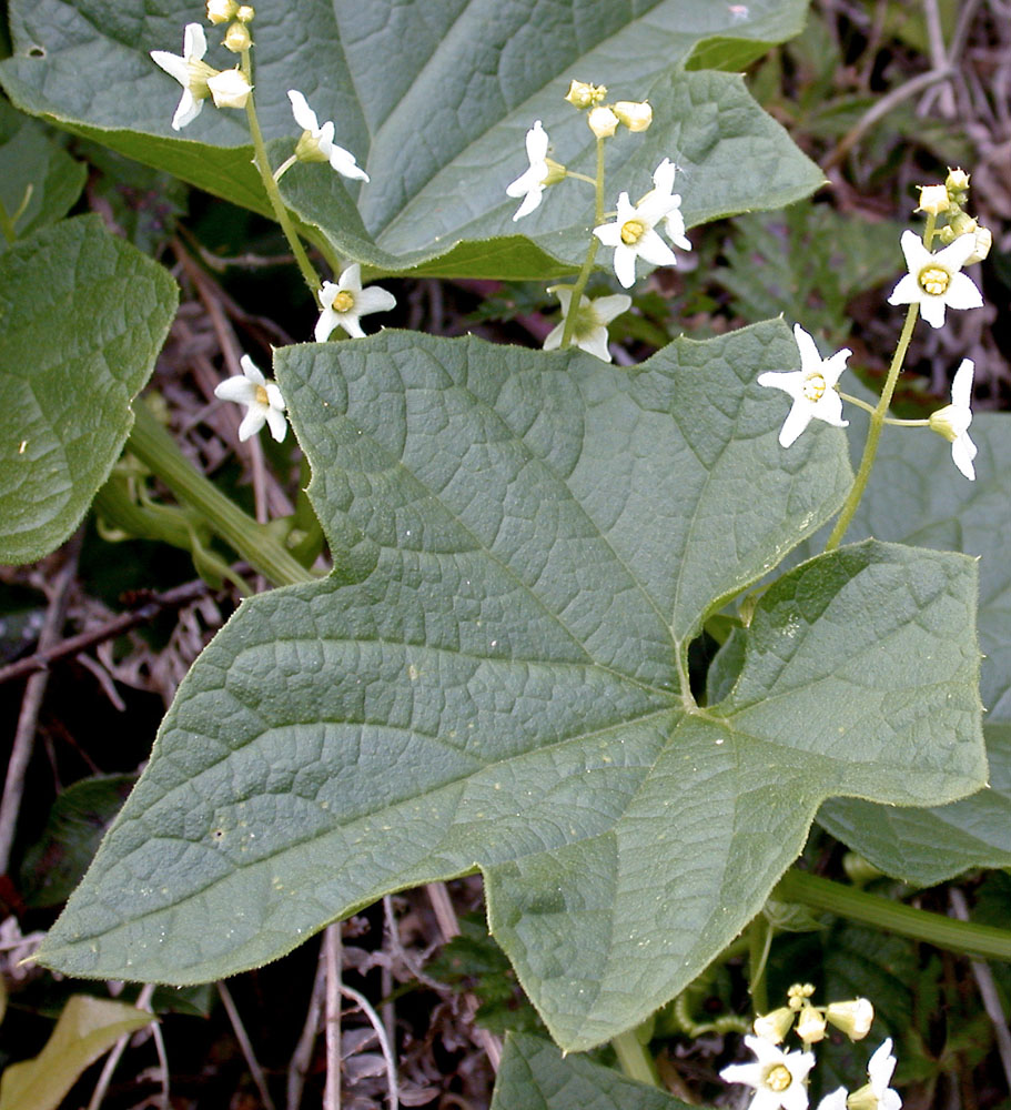 Flora of Eastern Washington Image: Marah oreganus