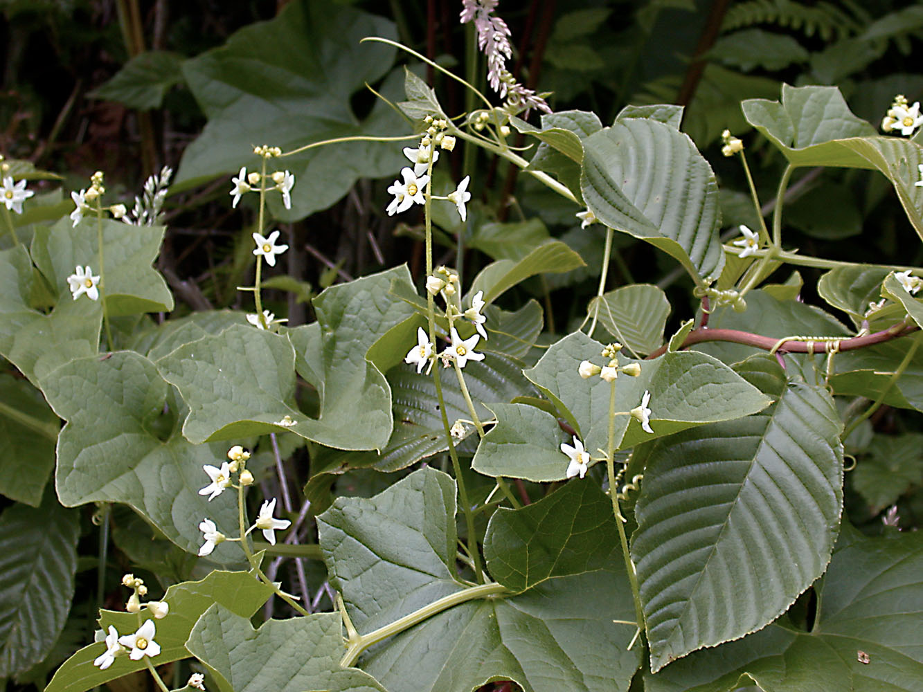 Flora of Eastern Washington Image: Marah oreganus