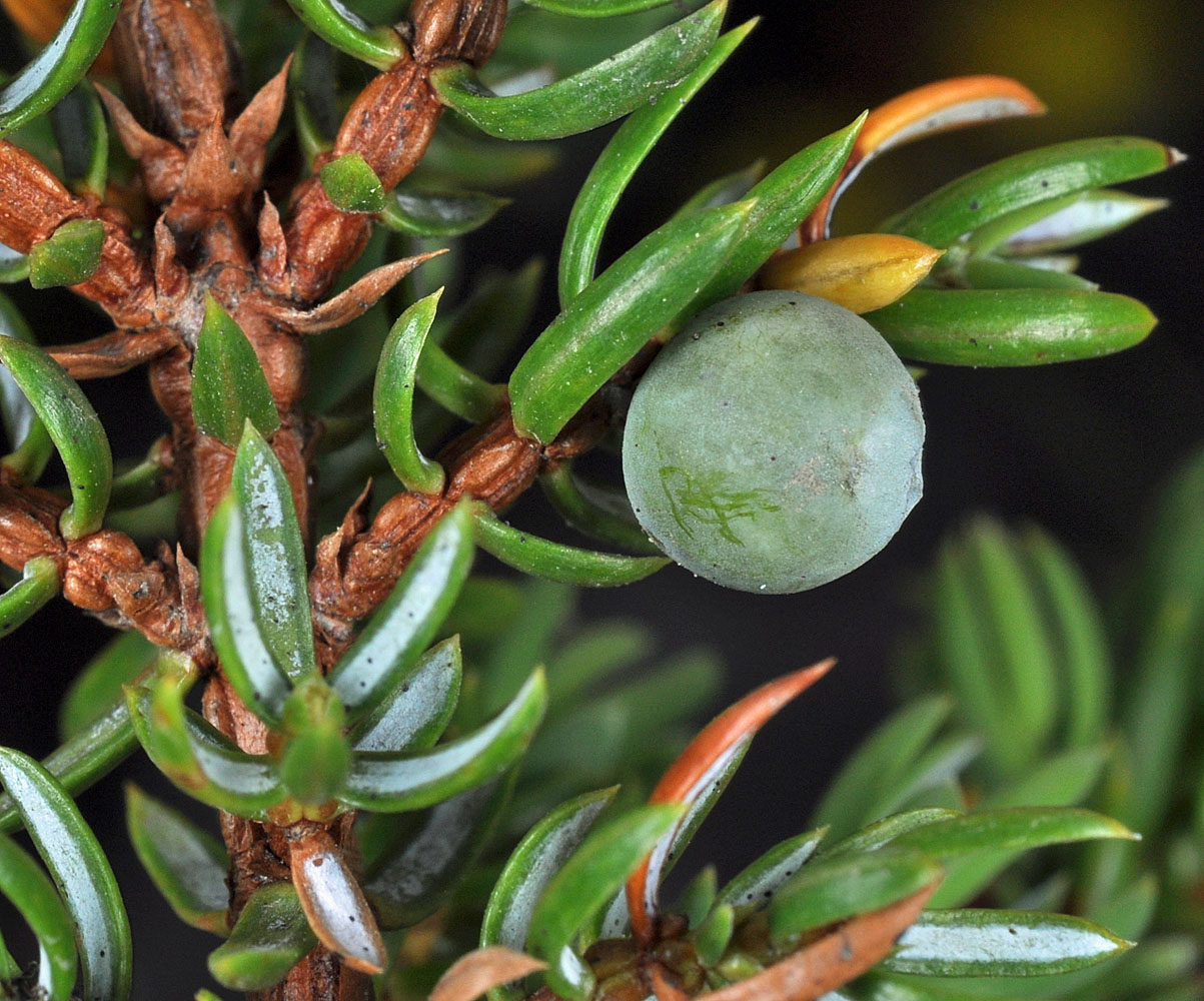 Flora of Eastern Washington Image: Juniperus communis