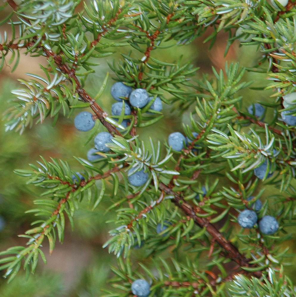 Flora of Eastern Washington Image: Juniperus communis