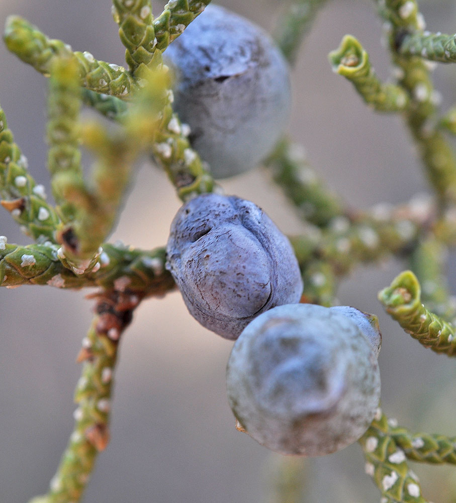 Flora of Eastern Washington Image: Juniperus occidentalis