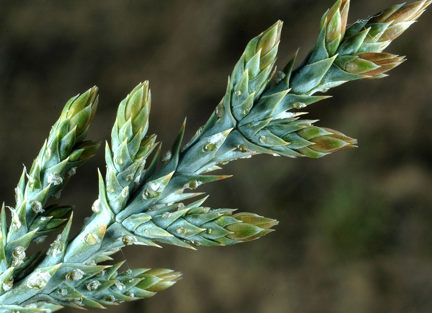 Flora of Eastern Washington Image: Juniperus occidentalis
