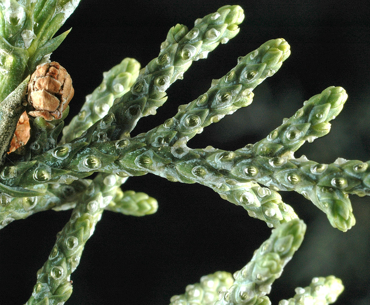 Flora of Eastern Washington Image: Juniper occidentalis