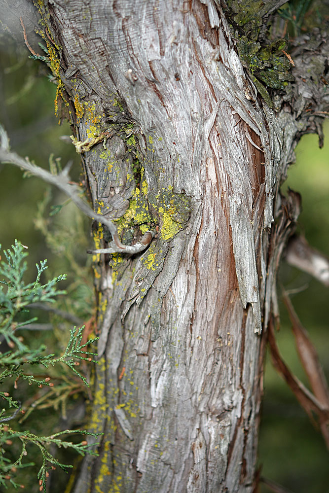 Flora of Eastern Washington Image: Juniperus scopulorum
