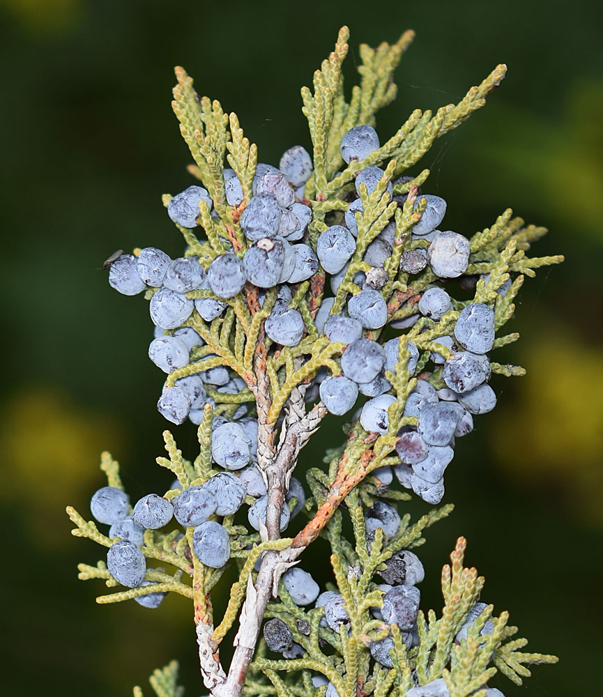 Flora of Eastern Washington Image: Juniperus scopulorum