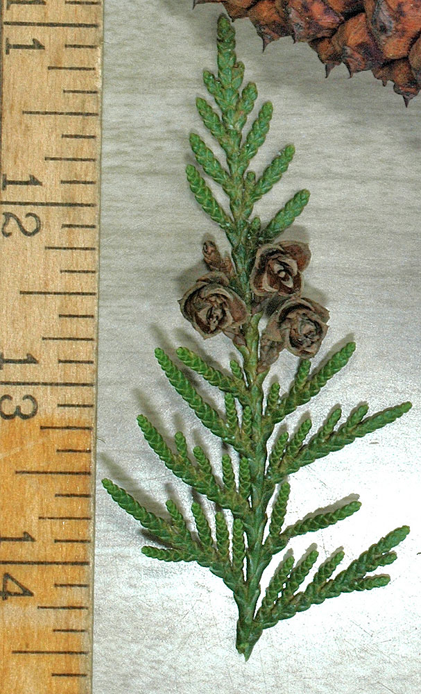 Flora of Eastern Washington Image: Thuja plicata