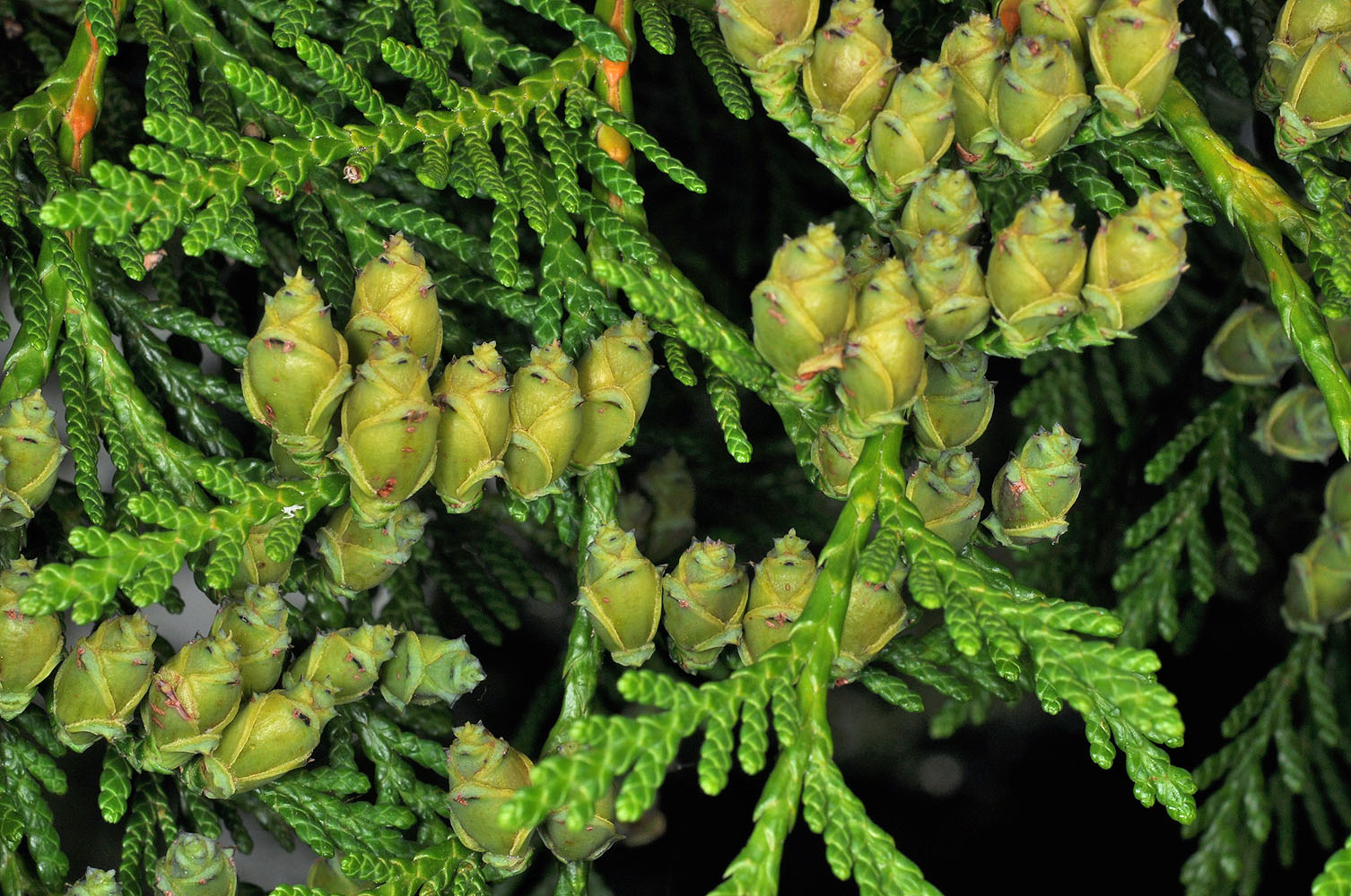 Flora of Eastern Washington Image: Thuja plicata