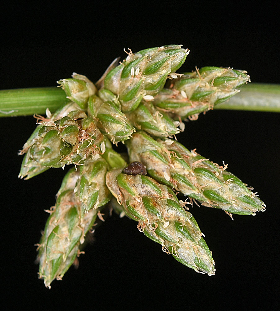 Flora of Eastern Washington Image: Schoenoplectus saximontanus