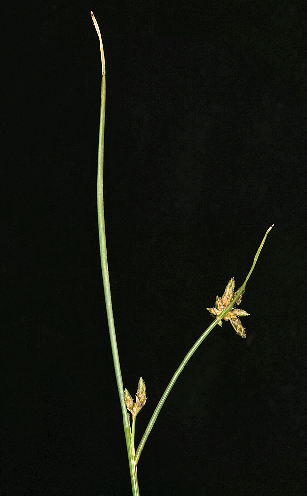 Flora of Eastern Washington Image: Isolepis ?