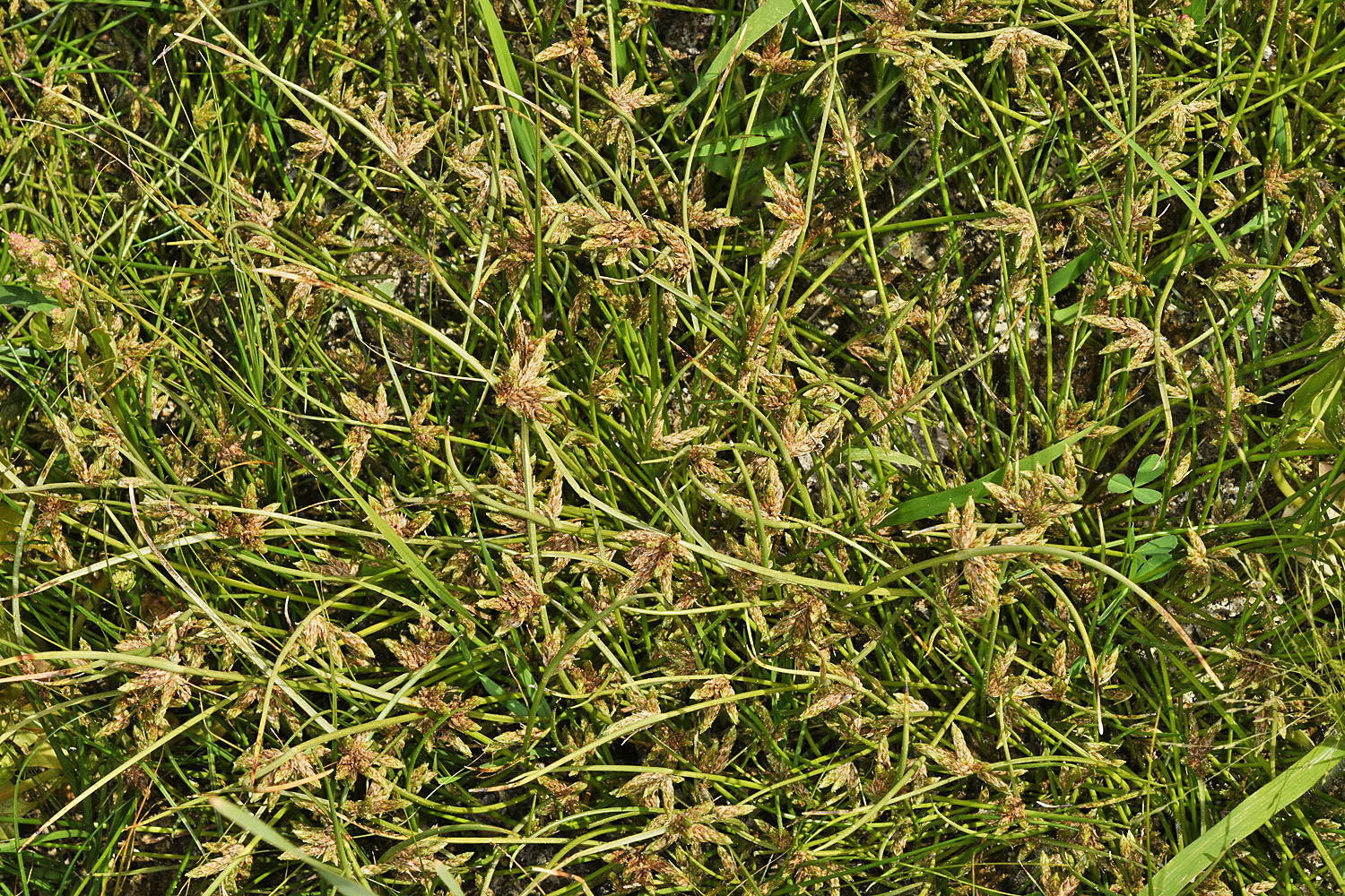 Flora of Eastern Washington Image: Isolepis ?