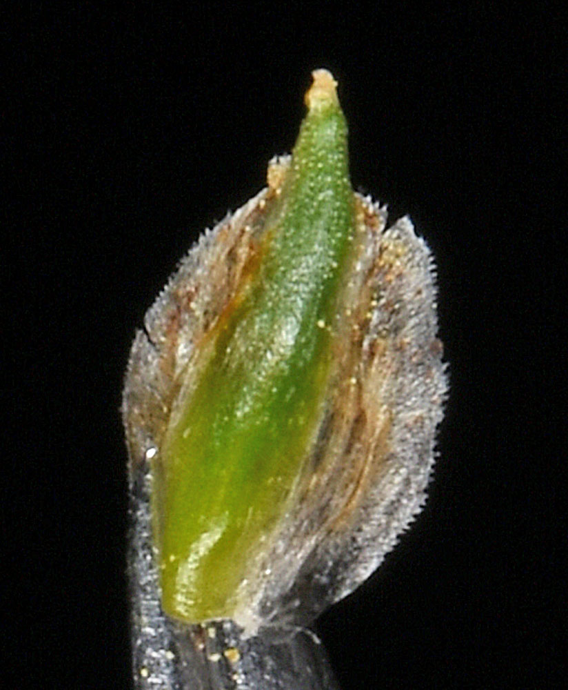 Flora of Eastern Washington Image: Schoenoplectus saximontanus