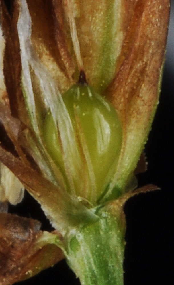 Flora of Eastern Washington Image: Bolboschoenus fluviatilis