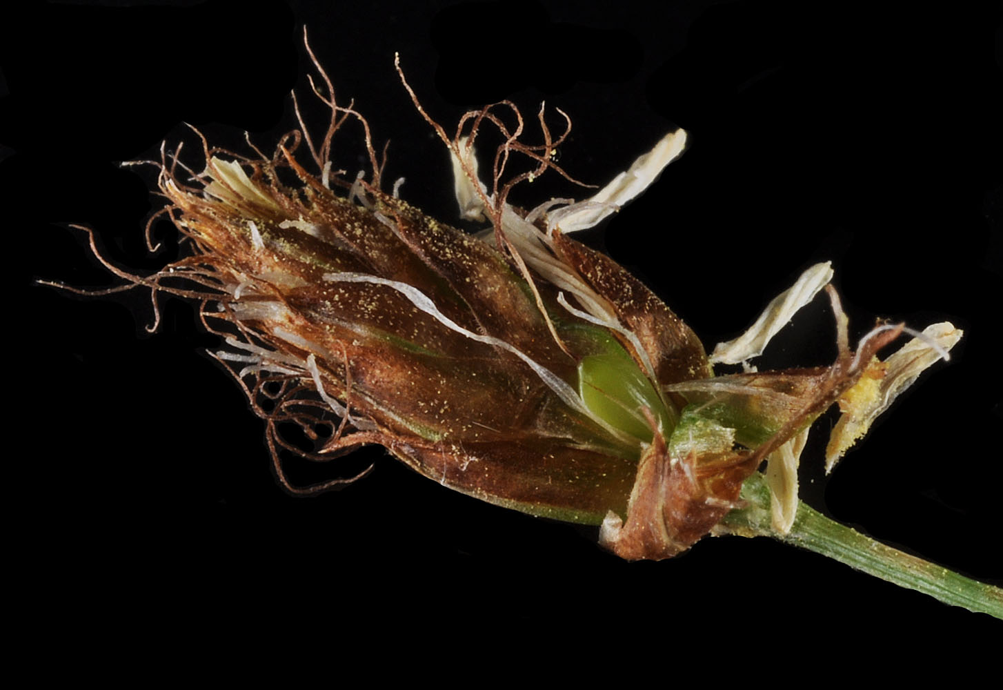 Flora of Eastern Washington Image: Bolboschoenus fluviatilis