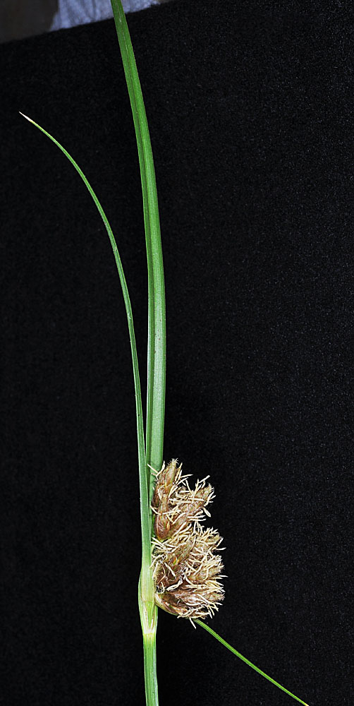 Flora of Eastern Washington Image: Bolboschoenus maritimus
