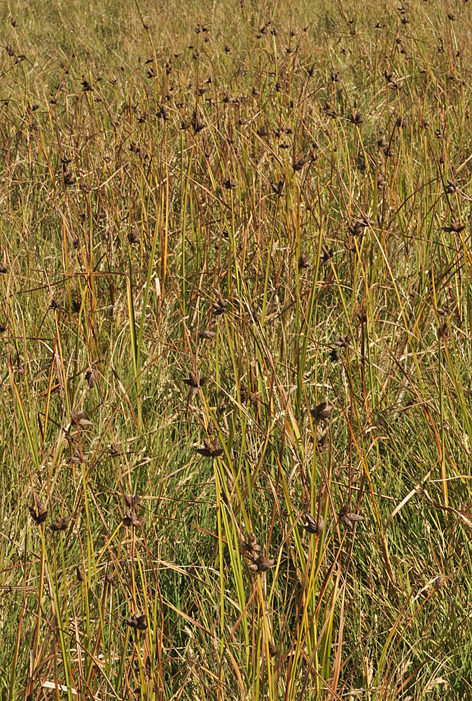 Flora of Eastern Washington Image: Bolboschoenus maritimus