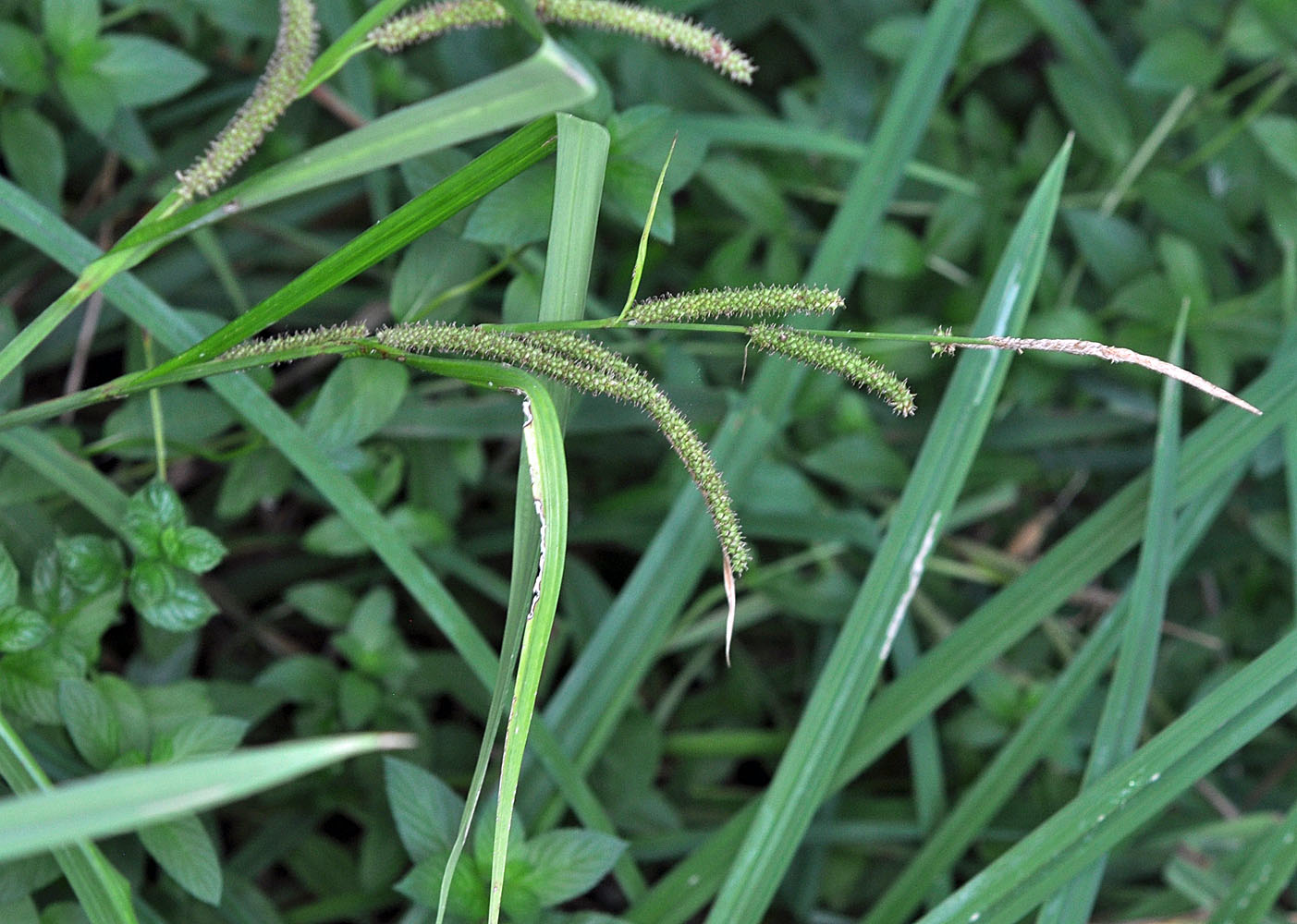 Flora of Eastern Washington Image: Carex amplifolia