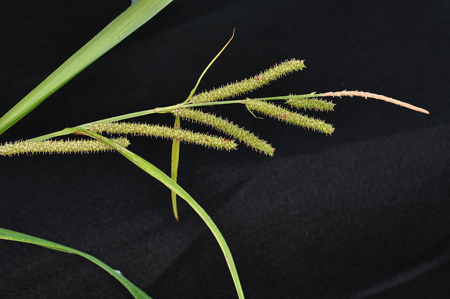 Flora of Eastern Washington Image: Carex amplifolia