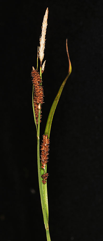 Flora of Eastern Washington Image: Carex aperta