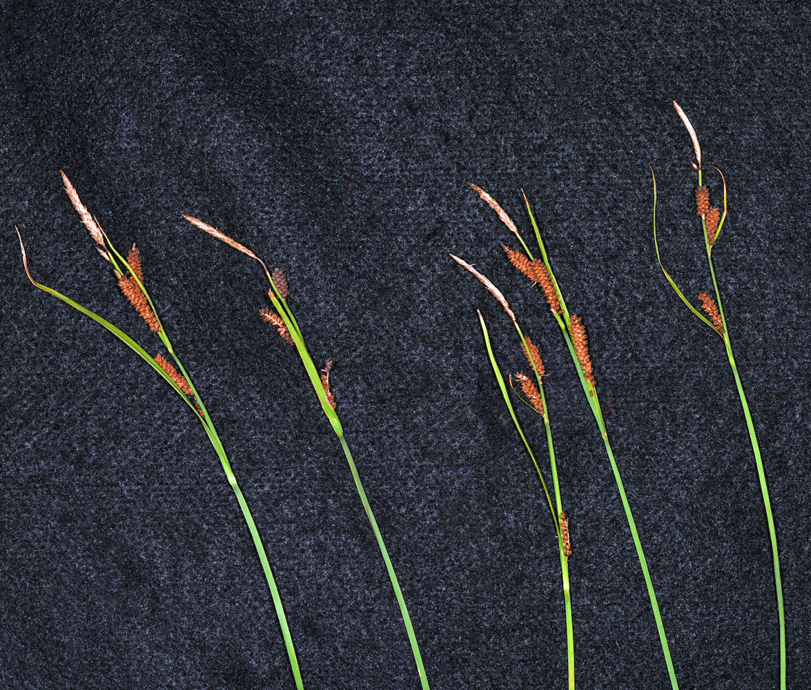 Flora of Eastern Washington Image: Carex aperta