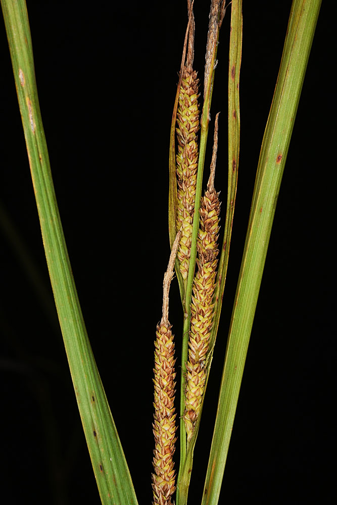 Flora of Eastern Washington Image: Carex aquatilis