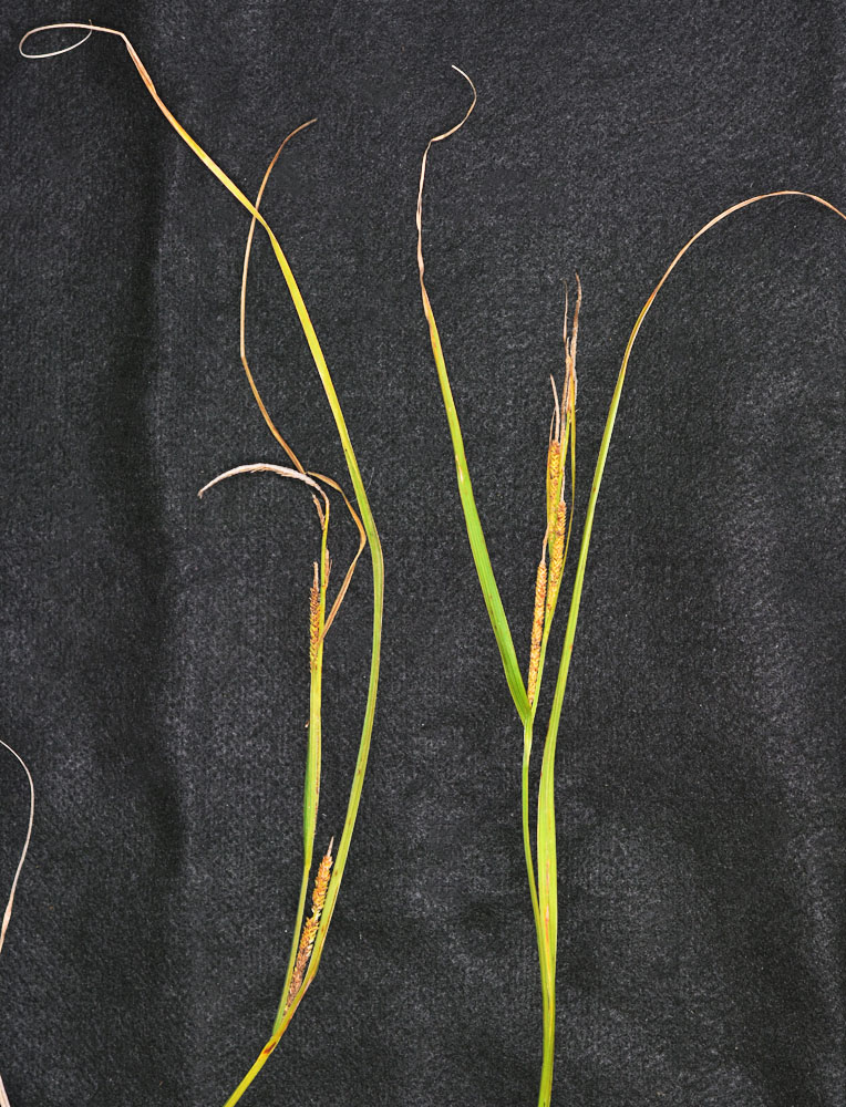 Flora of Eastern Washington Image: Carex aquatilis