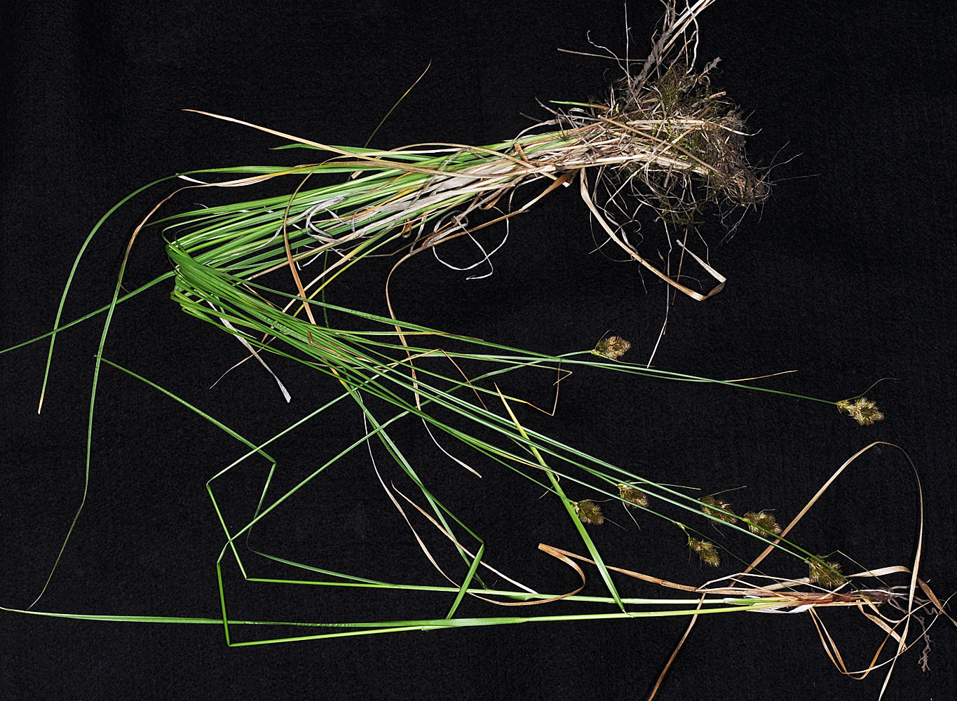 Flora of Eastern Washington Image: Carex athrostachya