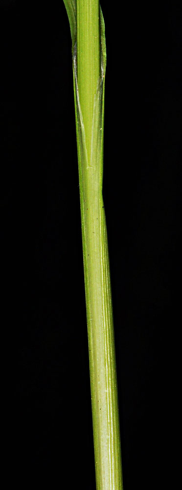 Flora of Eastern Washington Image: Carex athrostachya
