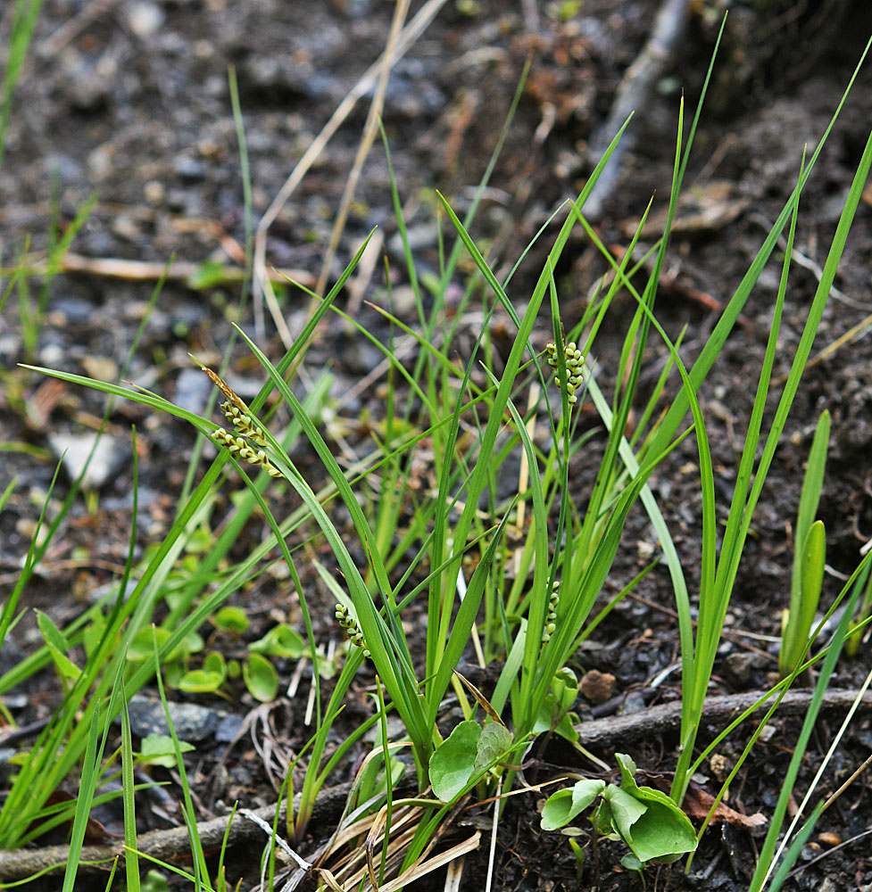 Flora of Eastern Washington Image: Carex aurea