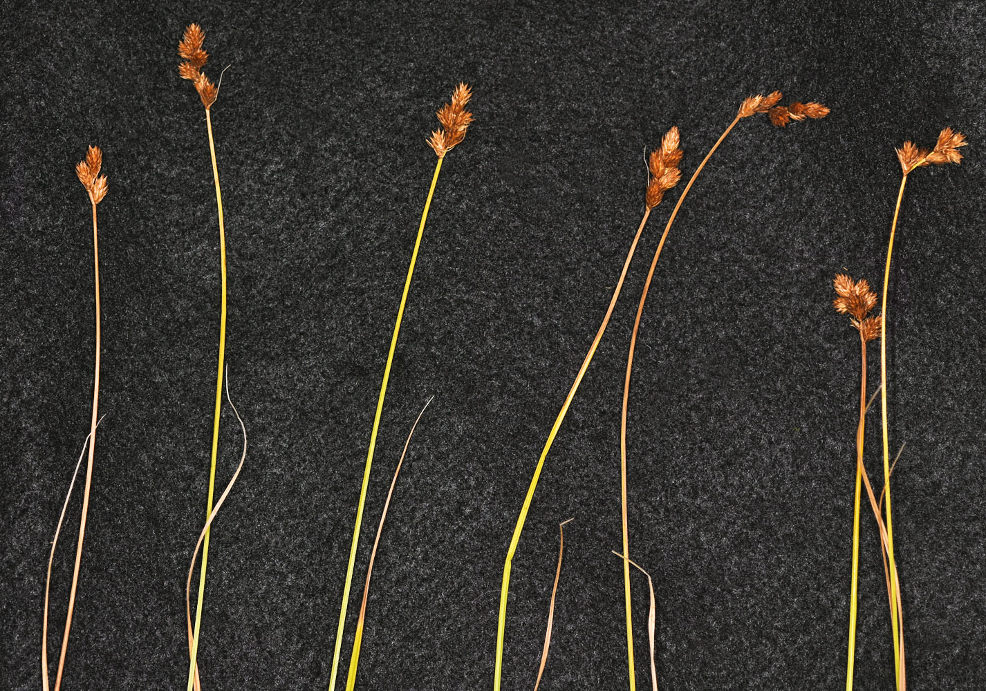 Flora of Eastern Washington Image: Carex bebbii