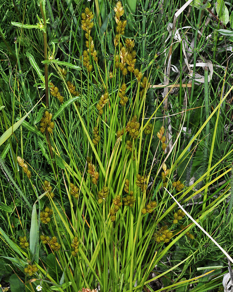 Flora of Eastern Washington Image: Carex brevior