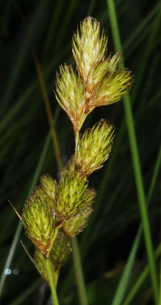 Flora of Eastern Washington Image: Carex brevior