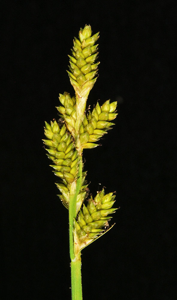 Flora of Eastern Washington Image: Carex canescens