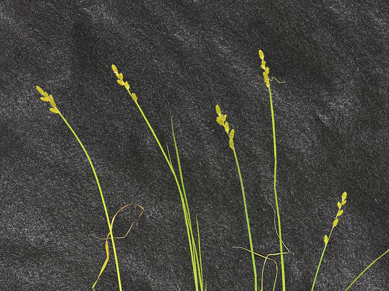 Flora of Eastern Washington Image: Carex canescens