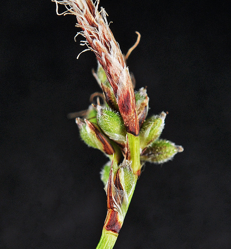 Flora of Eastern Washington Image: Carex concinnoides