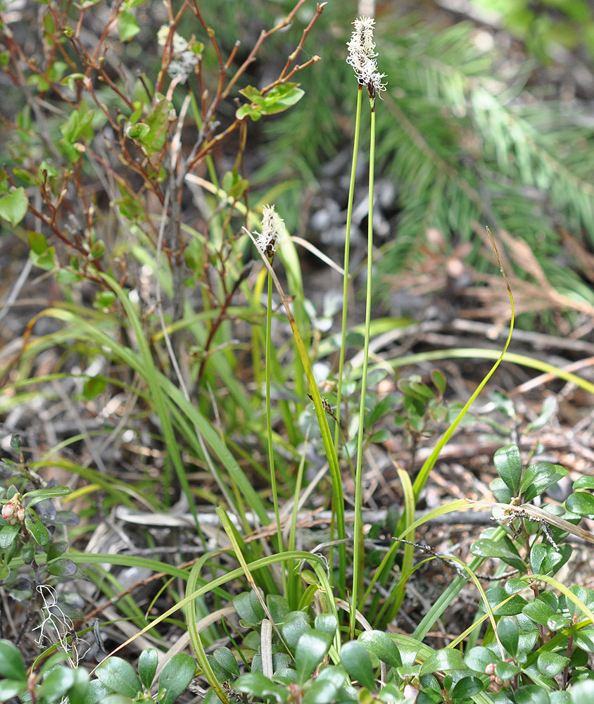 Flora of Eastern Washington Image: Carex concinnoides