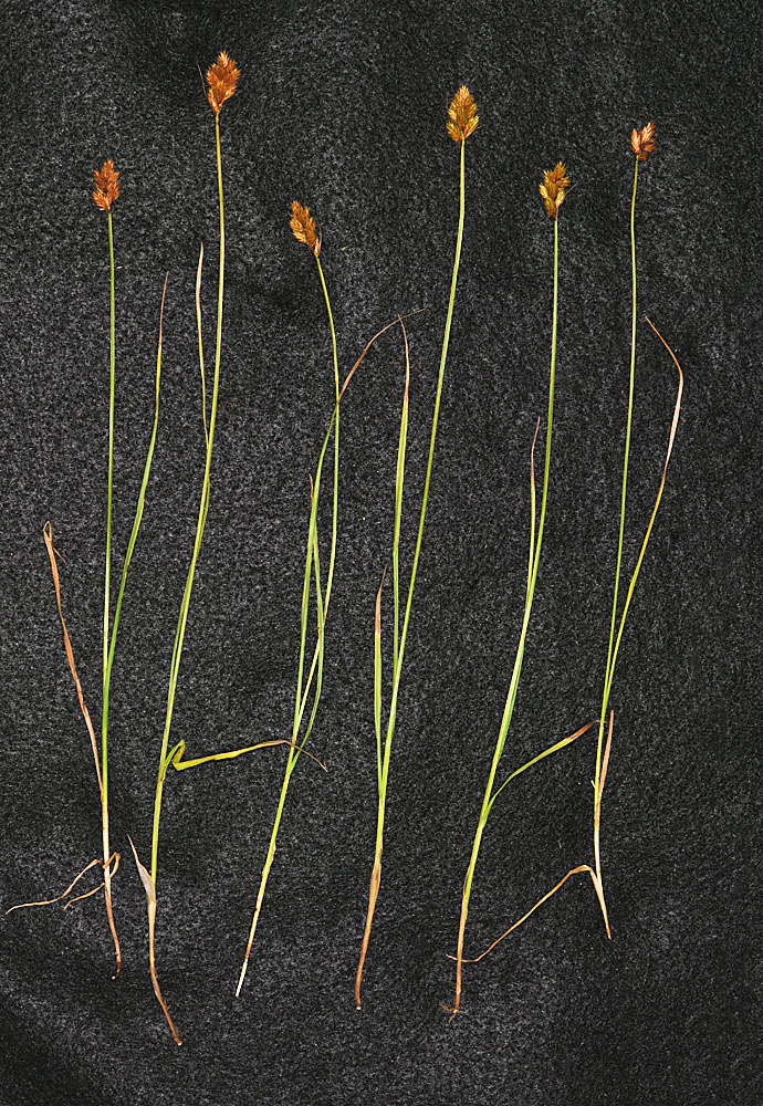 Flora of Eastern Washington Image: Carex crawfordii