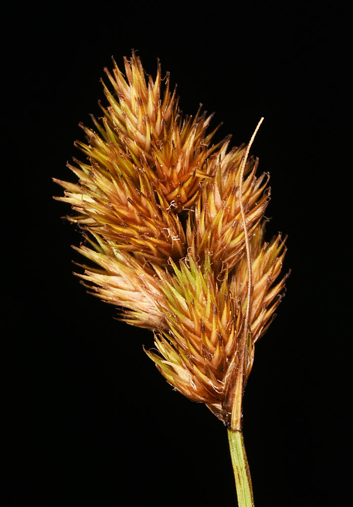 Flora of Eastern Washington Image: Carex crawfordii