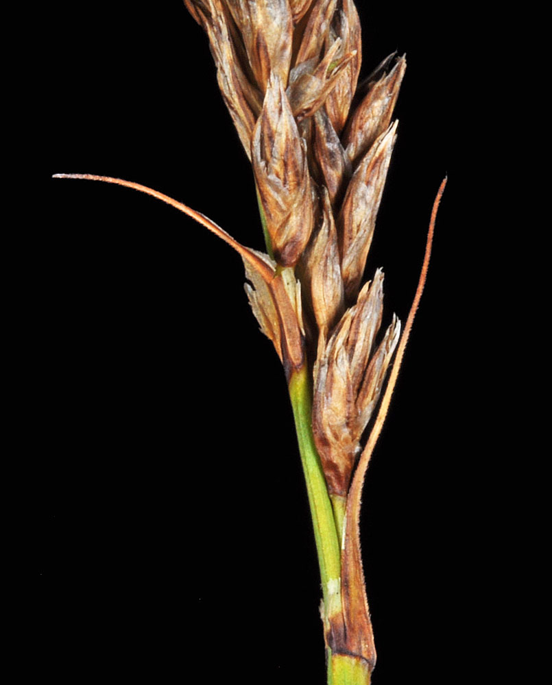 Flora of Eastern Washington Image: Carex cusickii