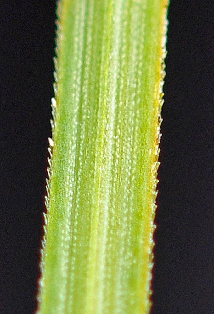 Flora of Eastern Washington Image: Carex cusickii