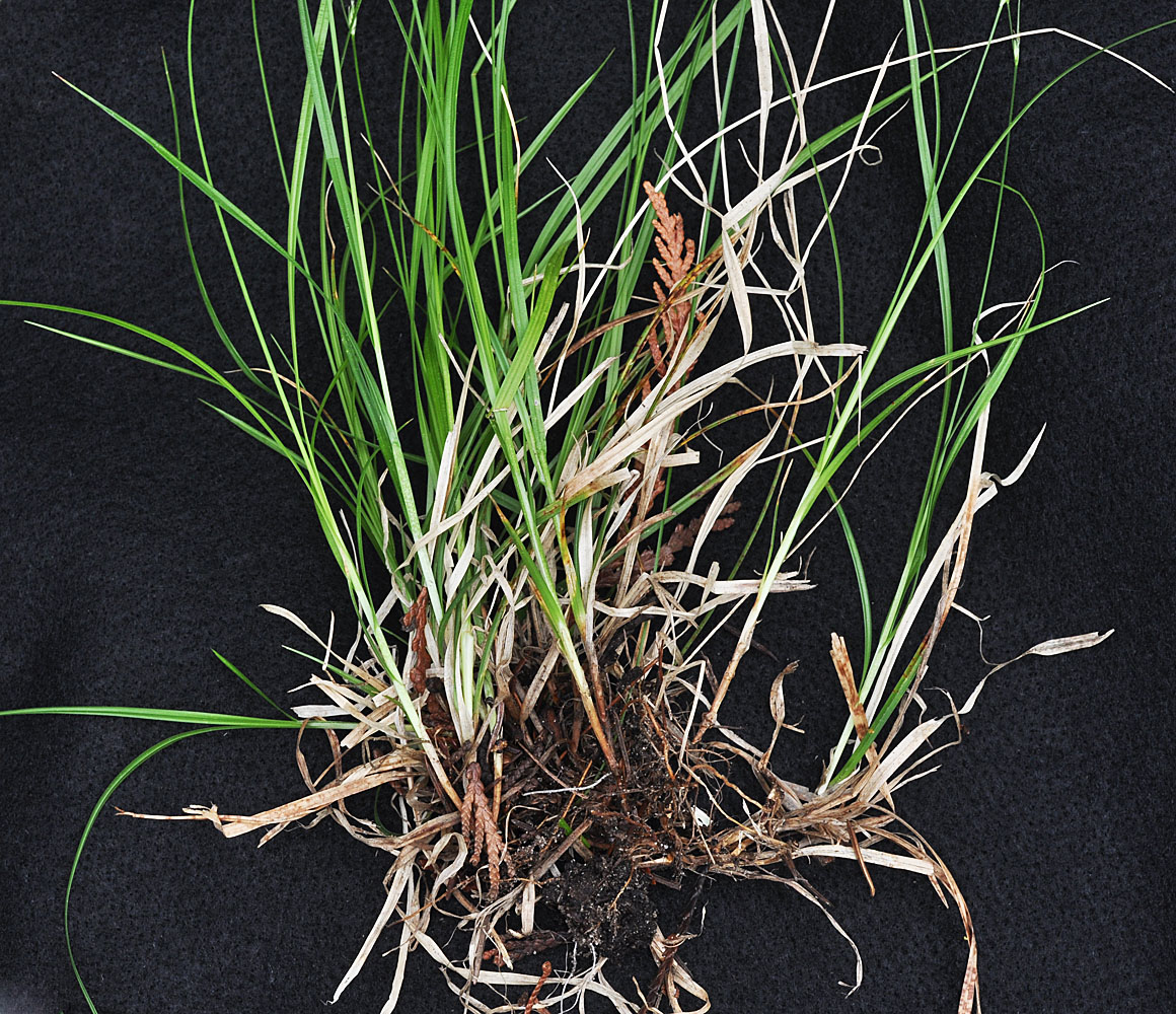 Flora of Eastern Washington Image: Carex deweyana