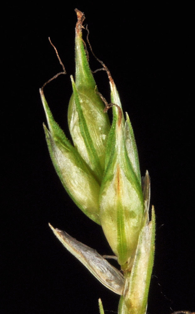 Flora of Eastern Washington Image: Carex deweyana