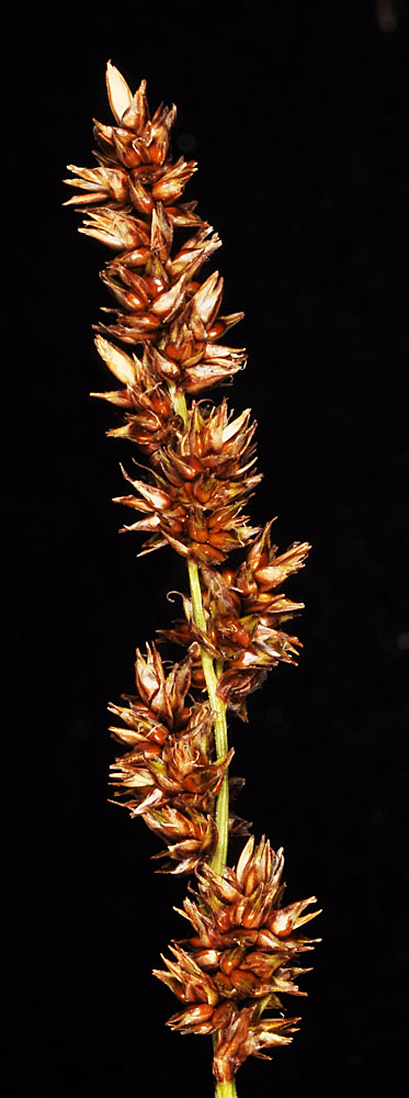 Flora of Eastern Washington Image: Carex diandra