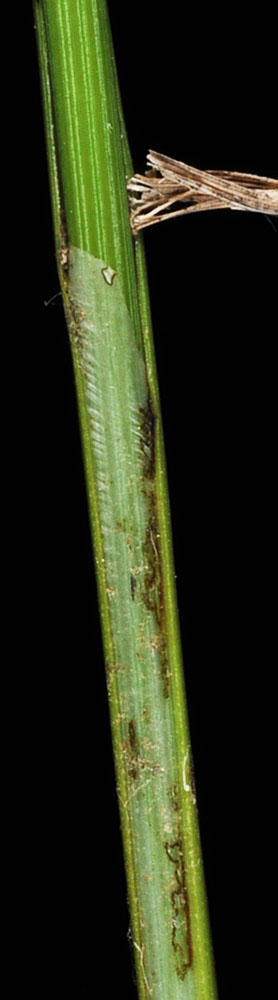 Flora of Eastern Washington Image: Carex diandra
