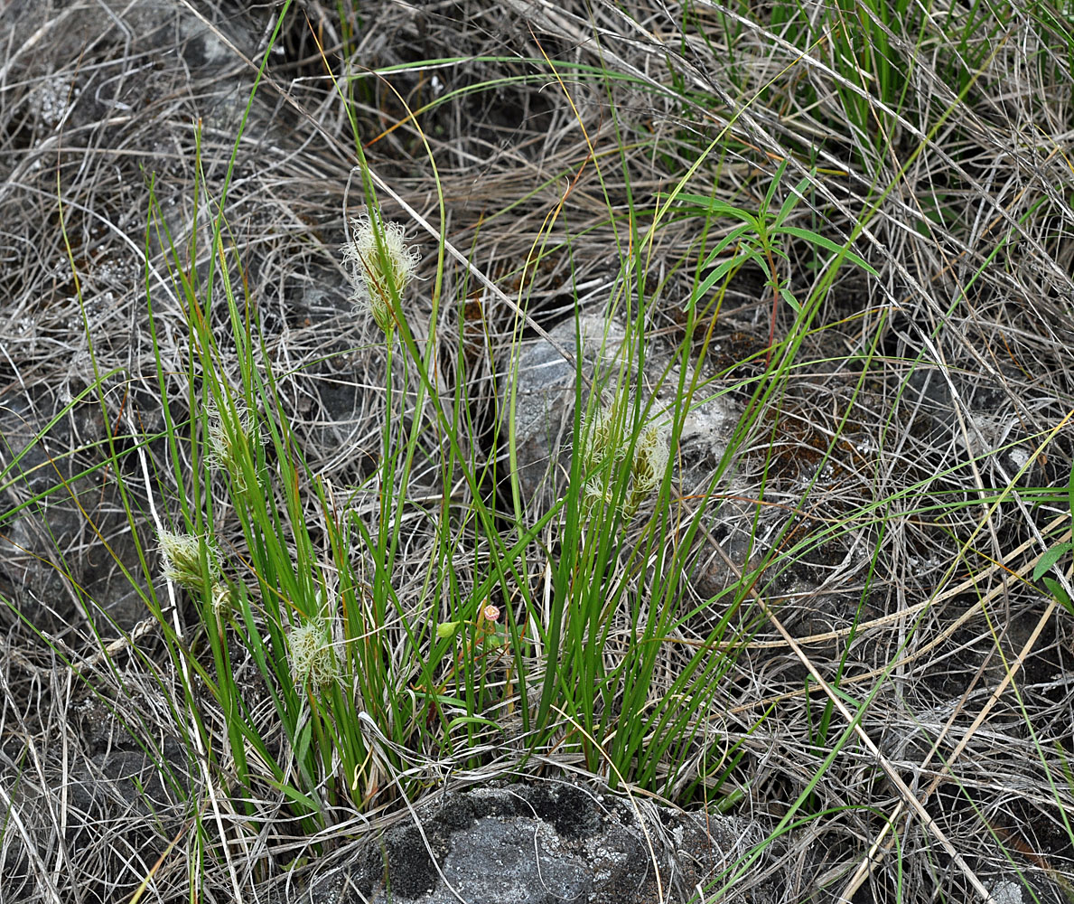 Flora of Eastern Washington Image: Carex douglasii
