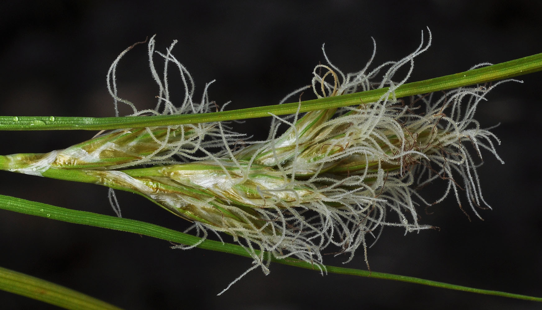 Flora of Eastern Washington Image: Carex douglasii