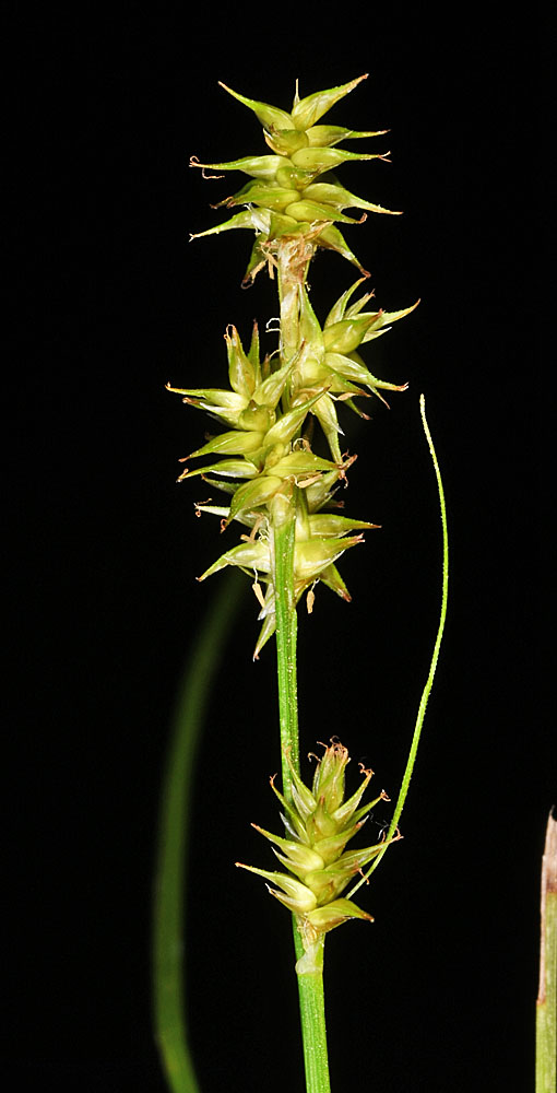 Flora of Eastern Washington Image: Carex echinata