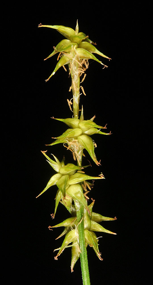 Flora of Eastern Washington Image: Carex echinata