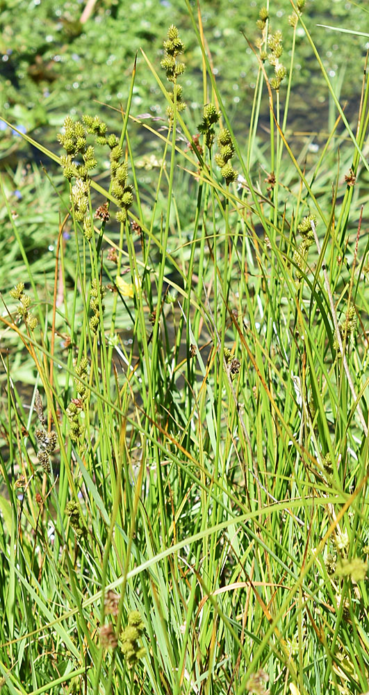 Flora of Eastern Washington Image: Carex feta