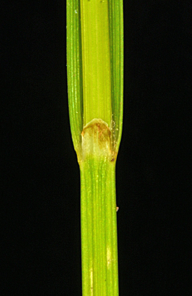 Flora of Eastern Washington Image: Carex feta