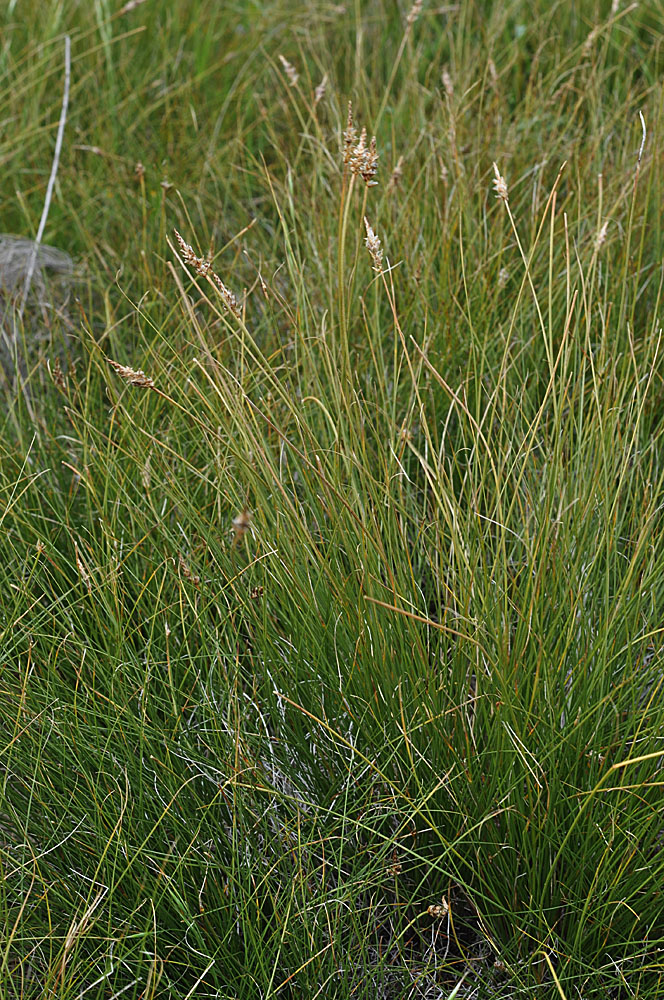 Flora of Eastern Washington Image: Carex filifolia